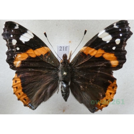 Vanessa atalanta (Linnaeus, 1758) Rusałka admirał Czech21f